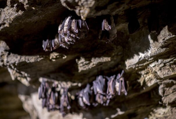 Kutatók szerint a koronavírus már évtizedek óta keringhet a világban