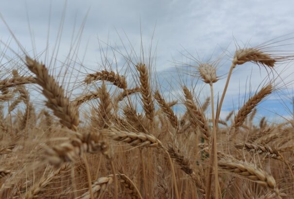 Szeles idő és 20 fok körüli hőmérséklet vár ránk vasárnap
