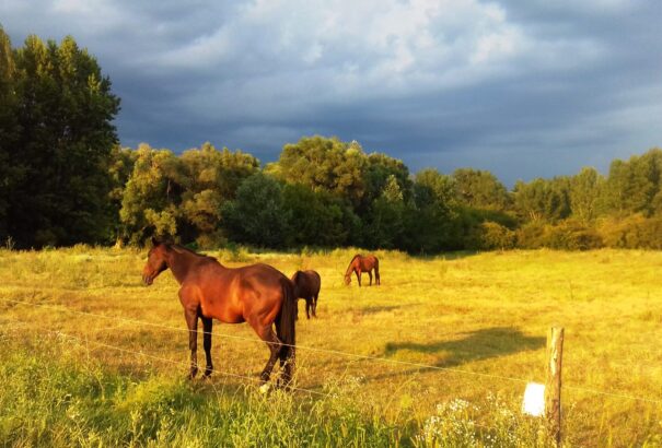 Nyári séta Nagylél szigetén-Képekkel