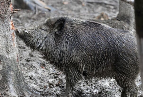 Ha vadon élő állatok okoztak kárt tulajdonában, két napja van bejelenteni a káreseményt