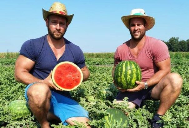 A dinnye útja a földekről a tányérig – avagy a Bagin-sztori (Nagykép)