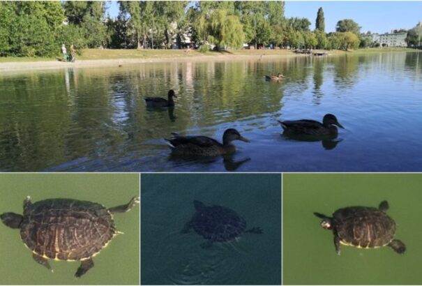 Elszaporodtak a vörösfülű ékszerteknősök a a főrévi Štrkovec-tóban. Haszon helyett azonban kárt okoznak