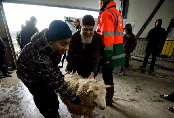 Az Európai Bíróság főtanácsnoka szerint megengedhető az állatok kábítás nélküli, vallási rituális levágása