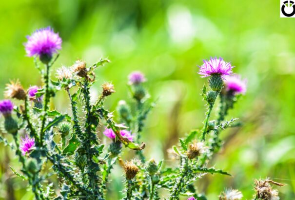 Nyári „utóhang” a Felső-Csallóközben – Képekkel