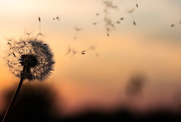 Árnyalatok 06 – Mintha