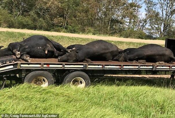 Marhákat és vadállatokat gyilkolnak a szúnyograjok Luisianában