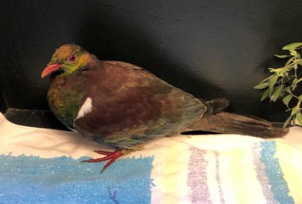 Huszonnégy év után került meg egy elveszett óriás gyümölcsgalamb Új-Zélandon