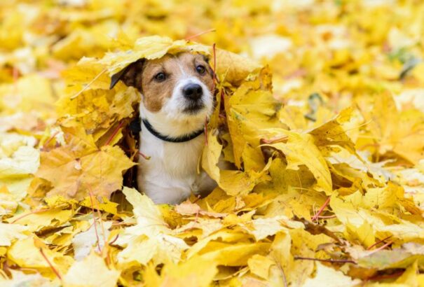 Szeptember utolsó napjaiban is folytatódik a borús, esős idő