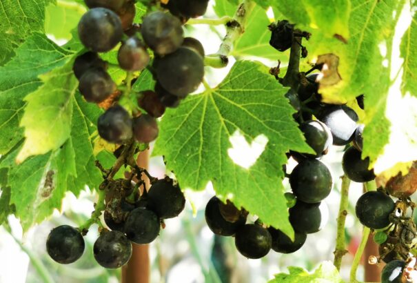 Vénasszonyok nyara Somorján – Képekkel