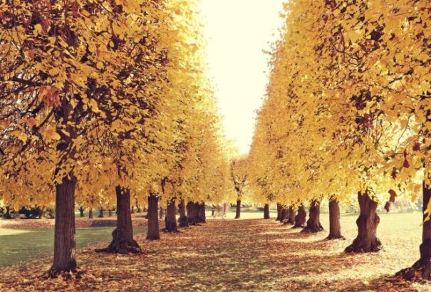 Csütörtökön napos, kellemes őszi időre számíthatunk