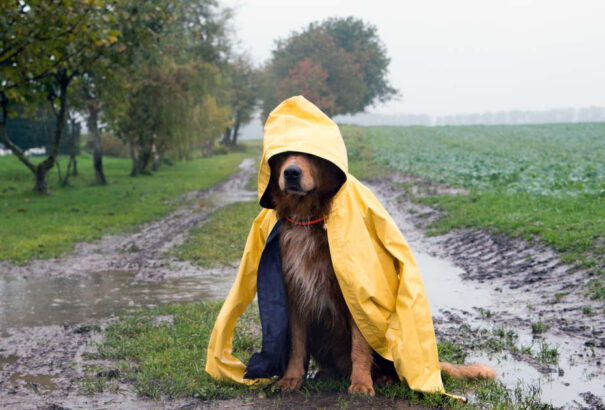 Országszerte borús, esős időnk lesz