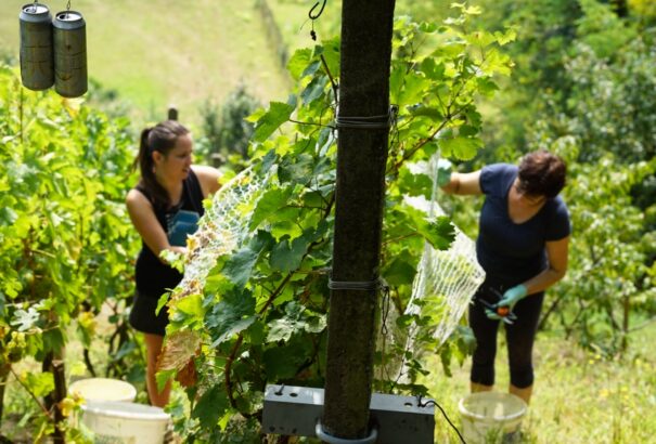 Családi szüret Serkében, avagy hogyan telnek egy aktív nyugdíjas napjai (képekkel)