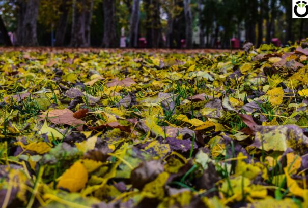 Sárgában pompázó Csallóköz – Képriport