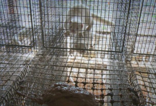 Tömeges tesztelést rendeltek egy bolgár faluban, az ország legnagyobb nyércfarmja mellett