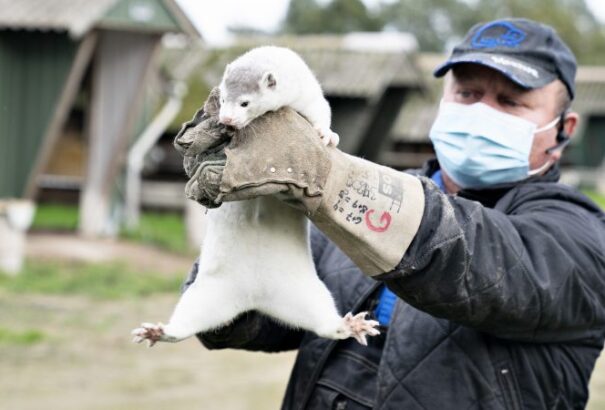 Egy új koronavírus-törzs miatt Dánia felszámolná 17 milliós nyércállományát