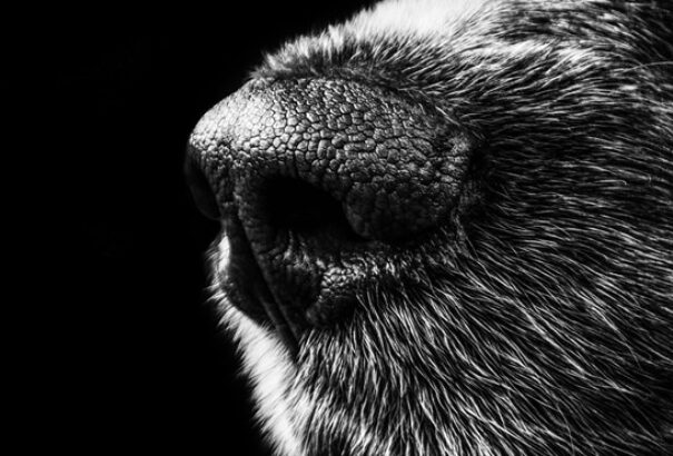 Új koronavírus-teszt: A kutyák szimata a PCR teszteknél is pontosabb