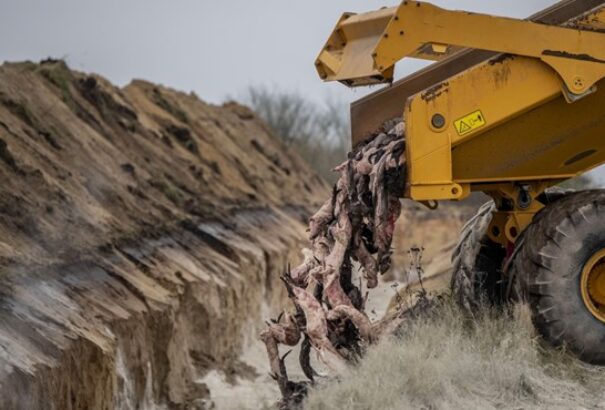 Exhumálni akarják a Dániában tömegsírba temetett, koronavírusos nyérceket
