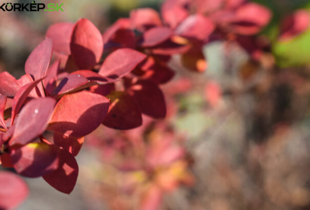 Advent a természetben – képriport