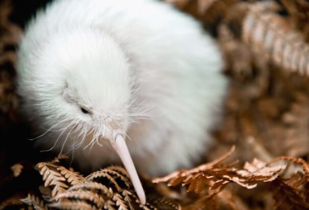 Elpusztult a világ egyik legritkább madara