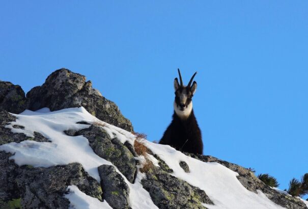 A tátrai állatokat a tűzijátékok, a drónok és a helikopterek is veszélyeztetik