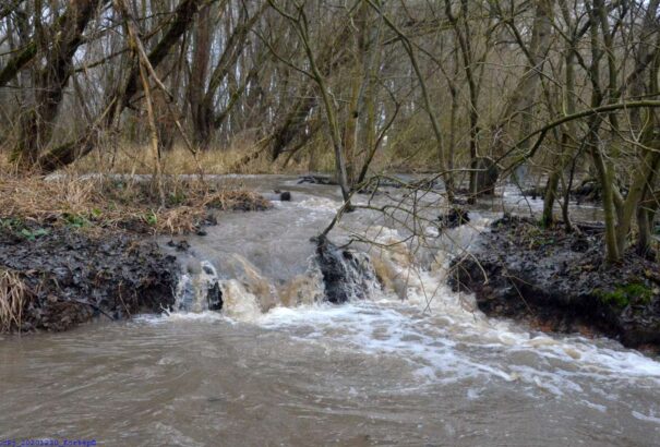 December végi séta a losonci erdőben, aranymosók nyomában