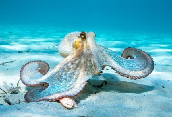 Tudósok rájöttek, hogy a polip néha hajlamos „felpofozni” a halakat