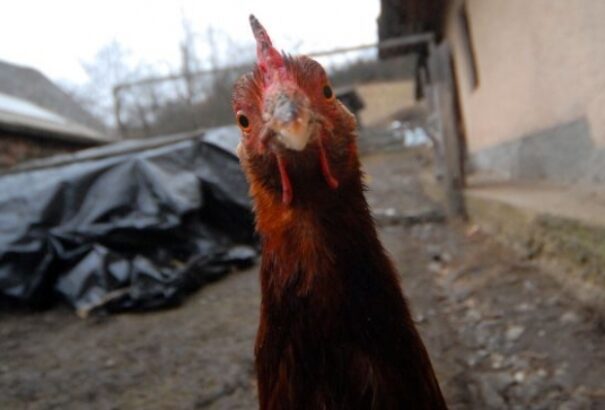 Eheted! Zöldet kapott a műcsirkehús