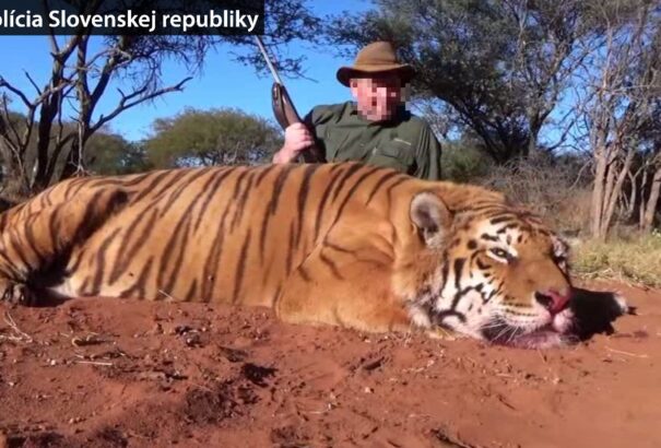 Akár öt évet is kaphat az a zsigárdi férfi, aki levadászott egy tigrist a Dél-afrikai Köztársaságban