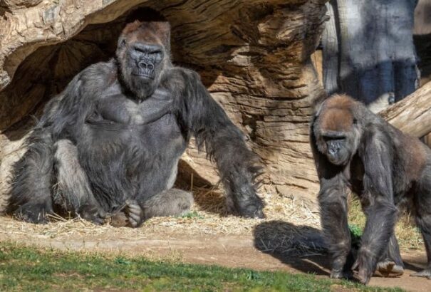 Két gorilla is megfertőződött a koronavírussal a San Diegó-i állatkertben