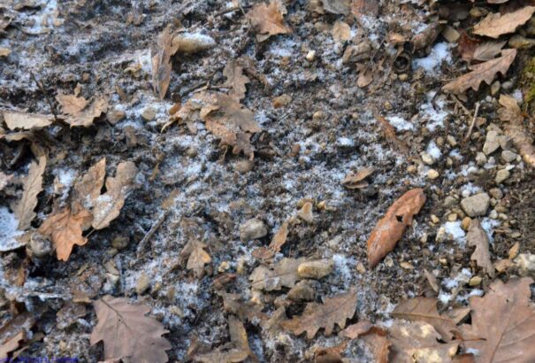 Aranyásók nyomában Losoncon II.