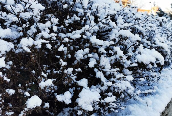 Havas mindennapok a Csallóközben – Képriport