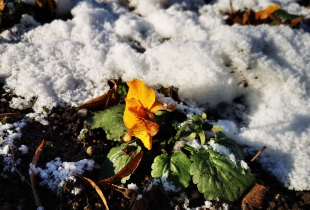 Nagymegyeri mindennapok a korlátozások idején