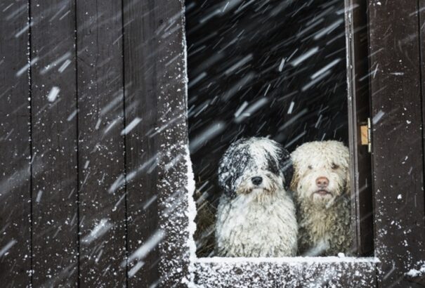 Már az alföldön is lehullottak az első hópelyhek, további havazás várható