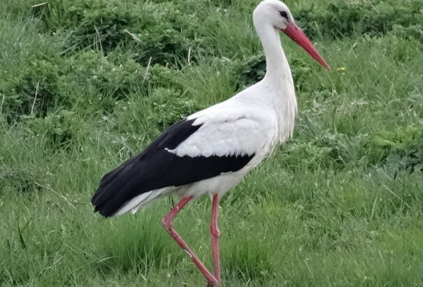 Megérkezett az első gólya Magyarországra
