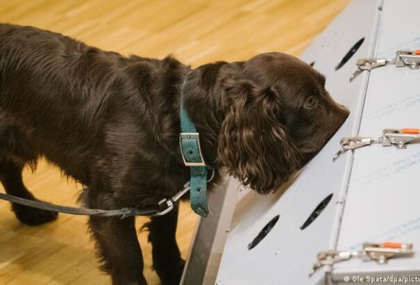 Kutyákkal szűrhetik ki a vírusos betegeket