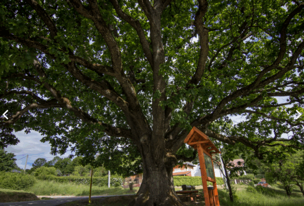Erre a magyarországi és szlovákiai fára szavazhatunk az Európai év fája versenyen