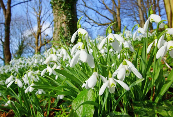 Pénteken is marad a kora tavaszias idő