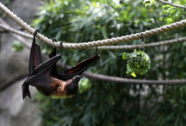 WHO: Feltehetően egy közvetítő faj révén terjedt át a vírus denevérről az emberre