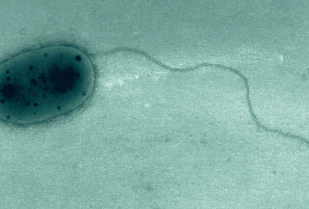 Eddig ismeretlen baktériumokat fedeztek fel a Nemzetközi Űrállomáson