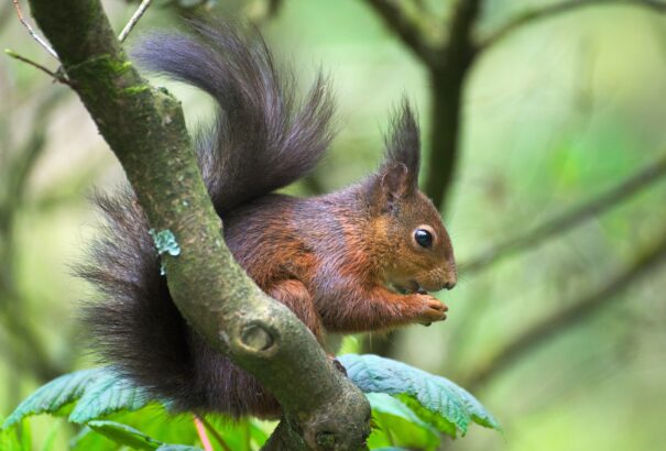 Az Erdei Mókus története – nem csak gyerekeknek
