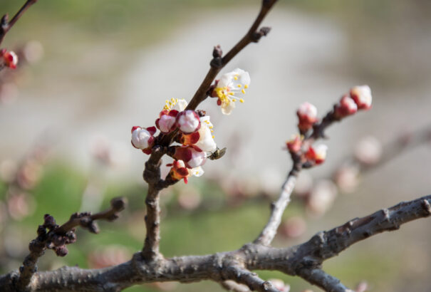 Téli álmából ébredezik a Csallóköz – vers- és képösszeállítás