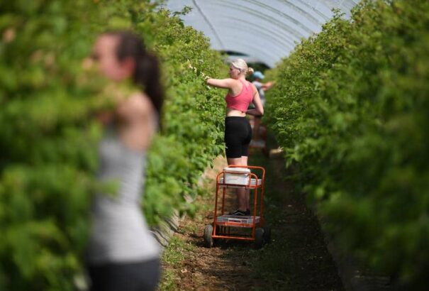 A Brexit és a járvány megfordíthatja az agyelszívás irányát