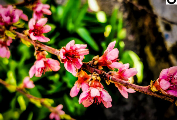 Séta az áprilisi virágoskertben – Képekkel