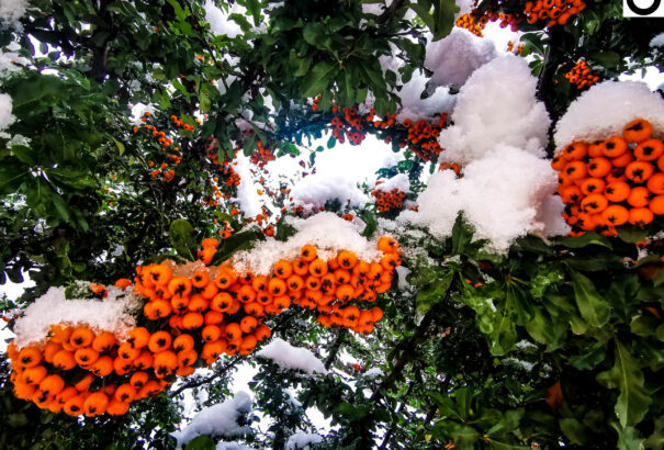 Szeszélyes csallóközi április – Képriport