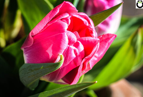 Laky Erzsébet: Húsvéti hangulat a csallóközi természetben (Képriport)