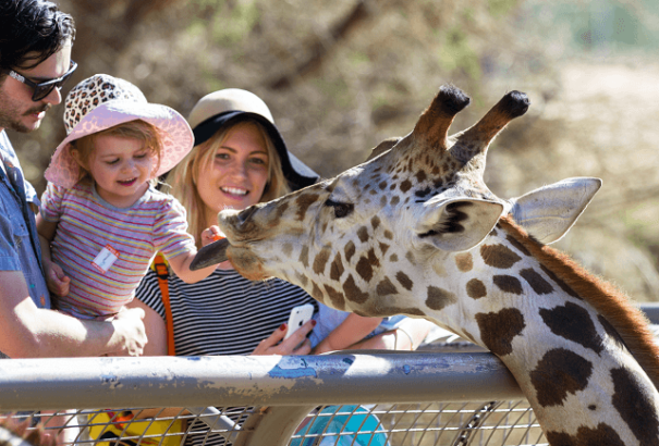 Az állatkertek újra megnyitják kapuikat. Mutatjuk mire számíthatnak a látogatók a hazai állatkertekben