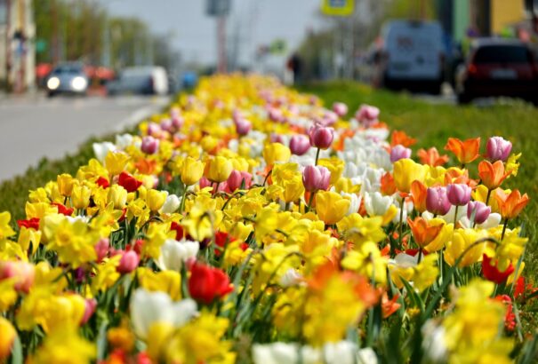 Zöldül a szlovák főváros. Így válhat Pozsony a virágok és a fák városává
