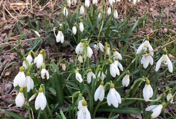 Laky Erzsébet: Tavaszi gondolatok a reményről és a megújulásról