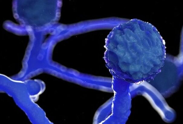 A koronavírus nyitott utat egy halálos gombafertőzés terjedésének Indiában