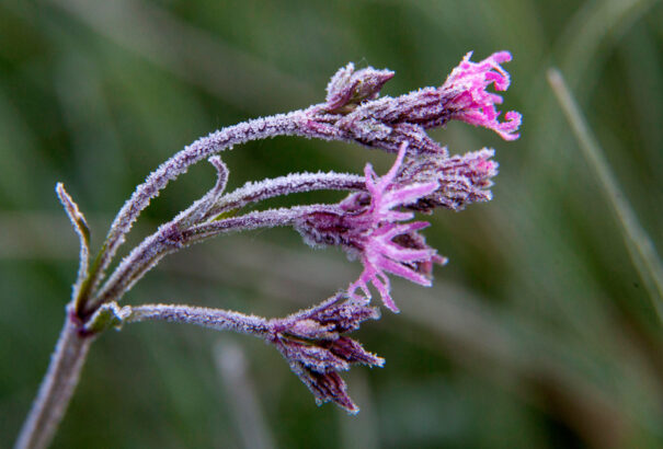 Talajmenti fagyokra figyelmeztetnek a meteorológusok